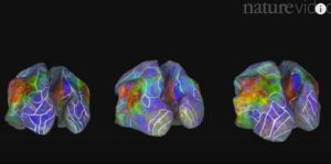 505x250 brains similar concepts in similar places