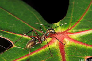 Ant-mimicking_nymph_of_a_bush-cricket_(4993305445)