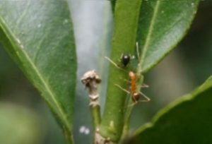 ant tends its plant parasite food source 512x348
